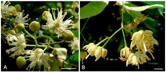 Attēlu rezultāti vaicājumam “Tilia”
