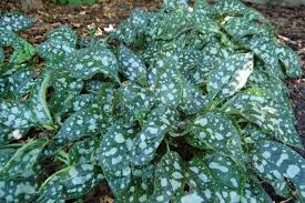 Attēlu rezultāti vaicājumam “Pulmonaria saccharata leaf”