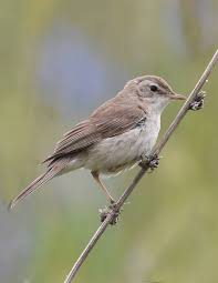 Image result for Hippolais caligata