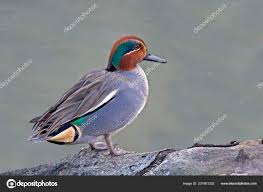 Attēlu rezultāti vaicājumam “Anas crecca male”