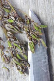 Attēlu rezultāti vaicājumam “Filipendula vulgaris fruit”