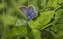 Attēlu rezultāti vaicājumam “Vacciniina optilete underside”