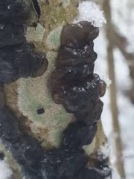 Attēlu rezultāti vaicājumam “Exidia glandulosa”