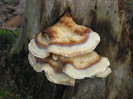 Attēlu rezultāti vaicājumam “Postia fragilis”