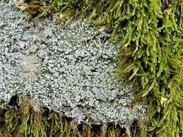 Attēlu rezultāti vaicājumam “Pertusaria amara”