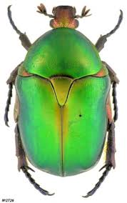 Attēlu rezultāti vaicājumam “Potosia cuprea”