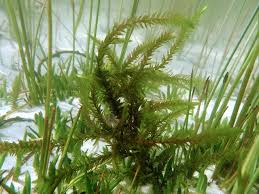 Attēlu rezultāti vaicājumam “Fontinalis antipyretica”