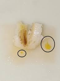 Attēlu rezultāti vaicājumam “Badhamia capsulifera”