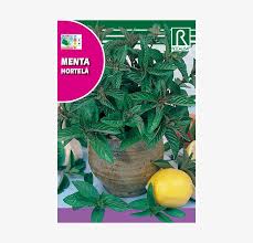 Image result for Menta x piperita