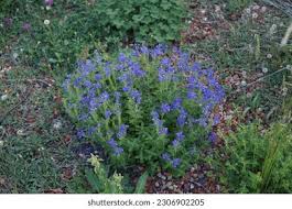 Attēlu rezultāti vaicājumam “Veronica austriaca subsp. teucrium leaf”