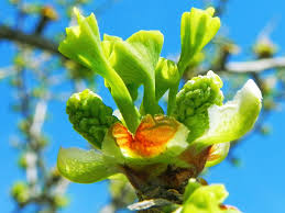 Attēlu rezultāti vaicājumam “Ginkgo biloba female flower”