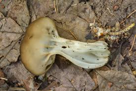 Attēlu rezultāti vaicājumam “Helvella acetabulum”