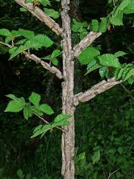 Attēlu rezultāti vaicājumam “Ulmus minor”