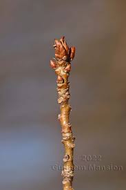Attēlu rezultāti vaicājumam “Quercus robur bud”