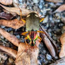 Attēlu rezultāti vaicājumam “Pseudovadonia livida”