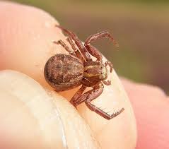 Attēlu rezultāti vaicājumam “Xysticus cristatus”