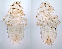 Attēlu rezultāti vaicājumam “Phthiraptera”