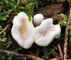 Attēlu rezultāti vaicājumam “Sistotrema confluens”