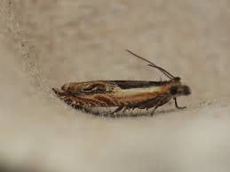 Attēlu rezultāti vaicājumam “Ancylis apicella”