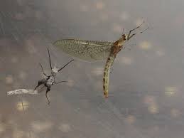 Attēlu rezultāti vaicājumam “Ephemeroptera imago”