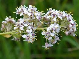 Attēlu rezultāti vaicājumam “Lepidium latifolium flower”