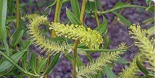 Attēlu rezultāti vaicājumam “Salix x sepulcralis”