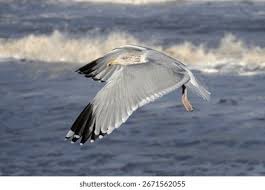 Attēlu rezultāti vaicājumam “Larus argentatus adult”