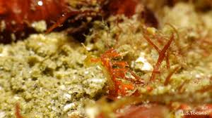 Attēlu rezultāti vaicājumam “Bitoma crenata imago”