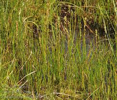 Attēlu rezultāti vaicājumam “Triglochin palustre fruit”