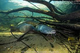 Image result for Silurus glanis