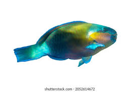 Image result for Scarus ferrugineus