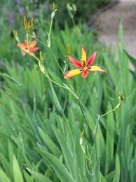 Image result for Pardancanda norrisii