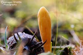 Attēlu rezultāti vaicājumam “Clavariadelphus ligula”