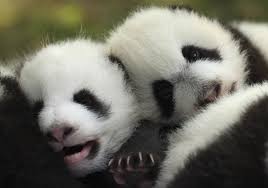 Résultat de recherche d'images pour "pandas"
