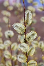 Attēlu rezultāti vaicājumam “Scirpus sylvaticus flower”
