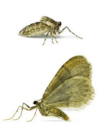 Attēlu rezultāti vaicājumam “Operophtera”