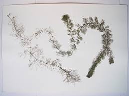 Attēlu rezultāti vaicājumam “Utricularia vulgaris leaf”