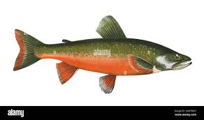 Image result for Salvelinus alpinus