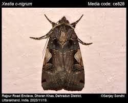 Attēlu rezultāti vaicājumam “Xestia c-nigrum”