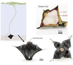 Attēlu rezultāti vaicājumam “Trapa natans”