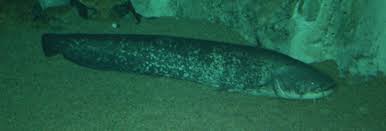 Image result for Silurus glanis