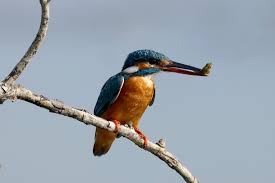 Attēlu rezultāti vaicājumam “Alcedo atthis adult”