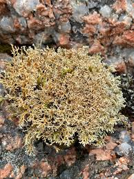 Attēlu rezultāti vaicājumam “Mycoblastus sanguinarius”