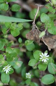 Attēlu rezultāti vaicājumam “Stellaria crassifolia leaf”