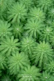 「粉綠狐尾藻」的圖片搜尋結果