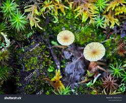 Attēlu rezultāti vaicājumam “Lichenomphalia umbellifera”