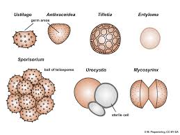 Attēlu rezultāti vaicājumam “Didymium spongiosum var. dictyospora spores”