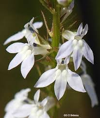 Attēlu rezultāti vaicājumam “Lobeliaceae”