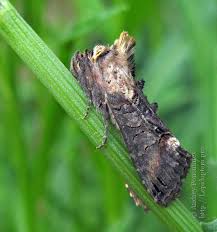 Attēlu rezultāti vaicājumam “Abrostola triplasia”