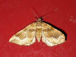 Attēlu rezultāti vaicājumam “Pelurga comitata”